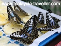 Melaka Butterfly & Reptile Sanctuary