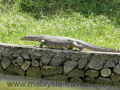 Monitor Lizard at theMines