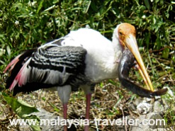 Stork eating a catfish.