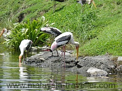 Storks feeding at the Mines