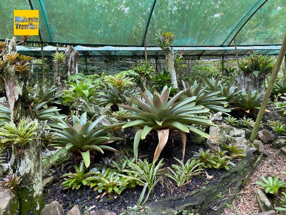 bromeliad section at Kuching orchid garden