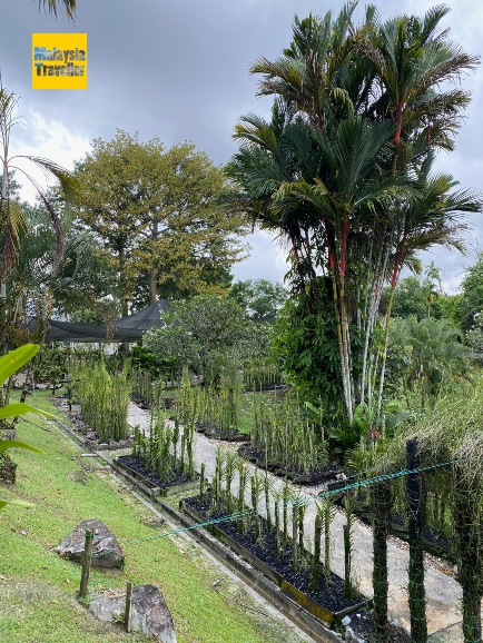 orchid open area in kuching orchid park