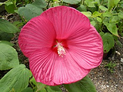 KL Hibiscus Garden KL Hibiscus Garden