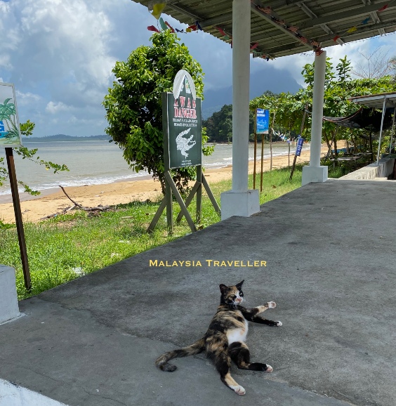 cat relaxing in the shade