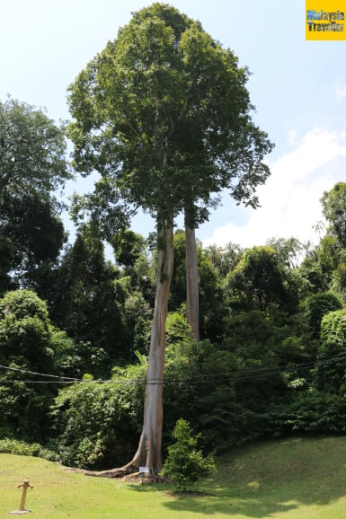 Penang Botanic Gardens