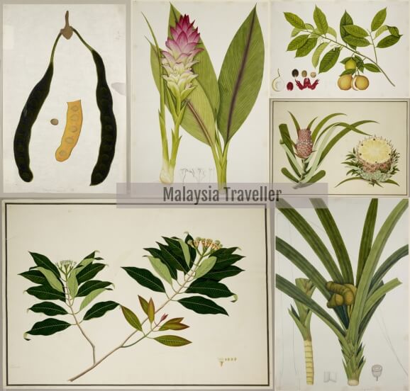 Botanical drawings of Petai, turmeric, nutmeg, pineapple,pandan,cloves