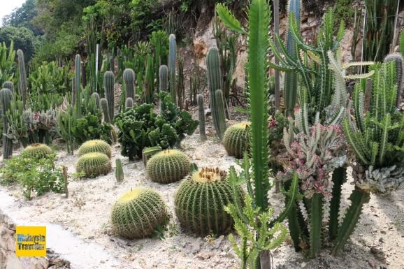 Cactus Garden at Pulau Rawa