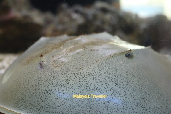 close up of horseshoe crab close up of horseshoe crab