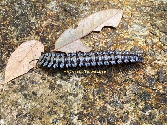 centipede