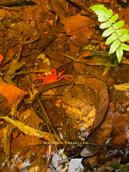 red freshwater crab in the clear water at Sama Jaya