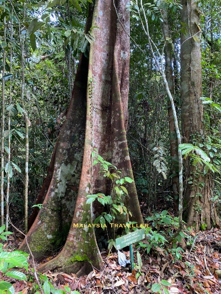 Coelostegia borneensis tree with buttress roots Coelostegia borneensis tree with buttress roots