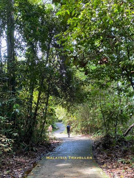 path through the jungle path through the jungle