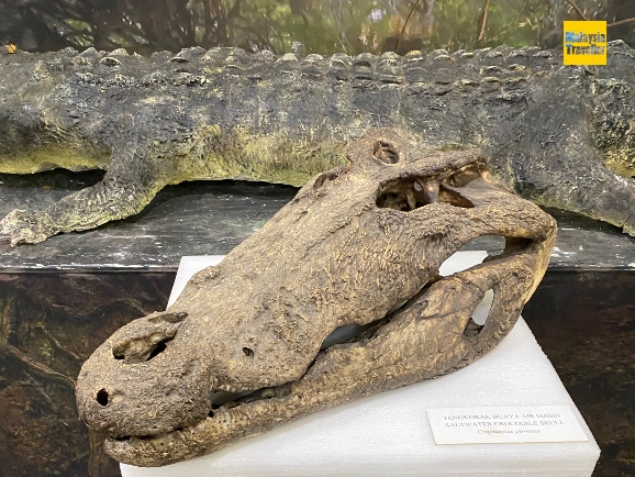 giant crocodile skull