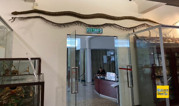 a skeleton of a giant snake attached to the wall