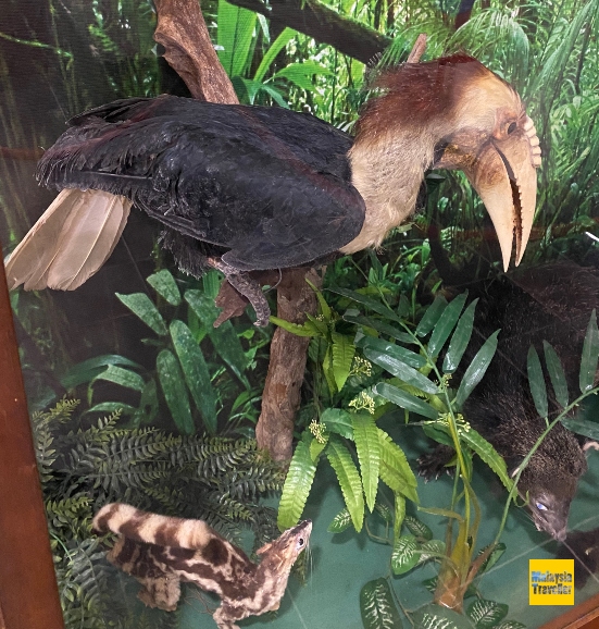 stuffed hornbill