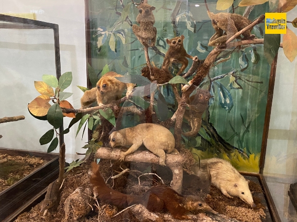 display case with stuffed mammals