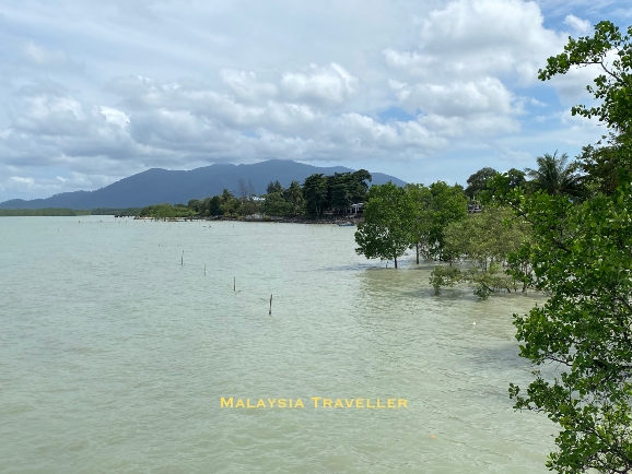 semi submerged mangrove trees 