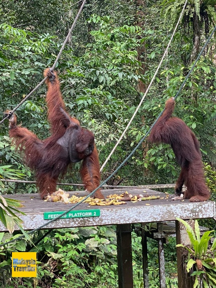 Annuar the orangutan at the feeding platform.