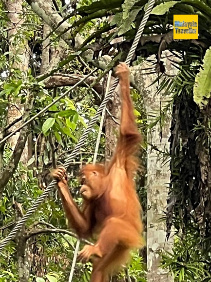 orangutans at Semenggoh sanctuary get around by tree or rope