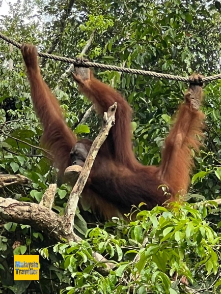 orangutan swinging on a rope with coconut in her mouth