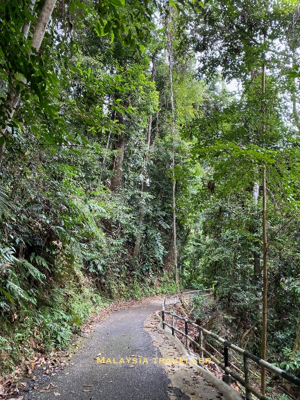 peaceful rainforest environment