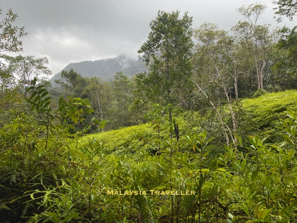 long abandoned coffee estate now covered with ferns and secondary jungle.