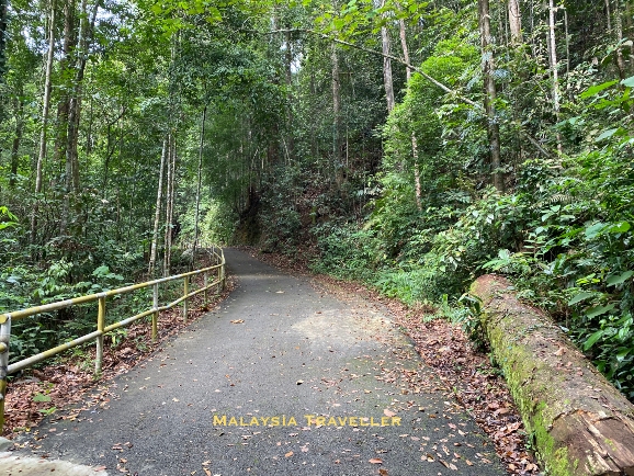 tarmac road through the jungle