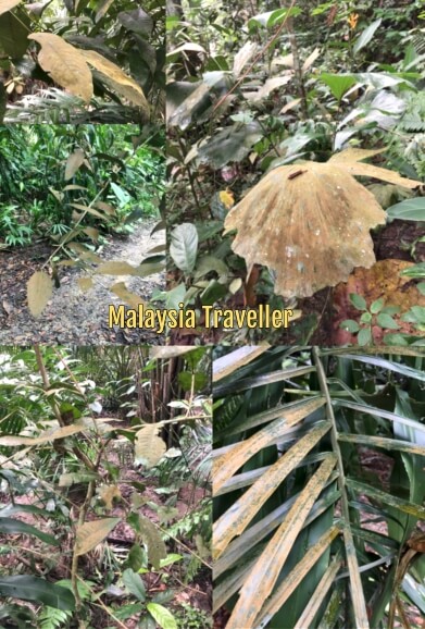 leaves damaged by acid rain?