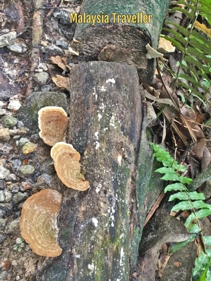 fungus growing on tree trunk