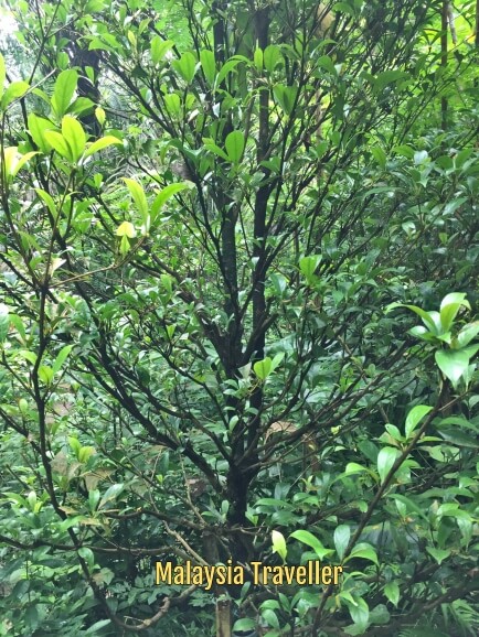 Baccaurea Parviflora