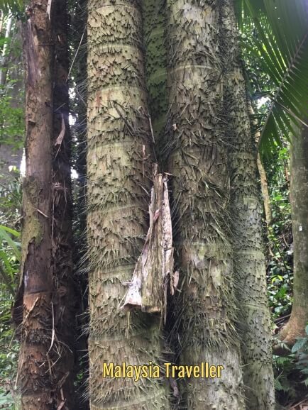 Taman Tugu Forest Trail - New Public Green Space in Kuala Lumpur