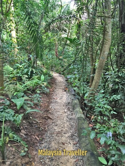 Taman Tugu Forest Trail New Public Green Space In Kuala Lumpur