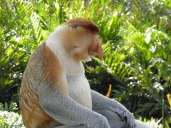 Proboscis monkey