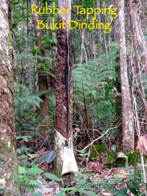 bukit dinding kuala lumpur