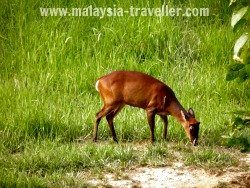 Deer at Taman Negara