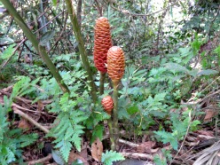 Taman Negara Taman Negara