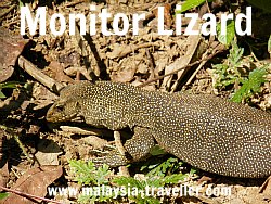 Monitor Lizard at Taman Negara